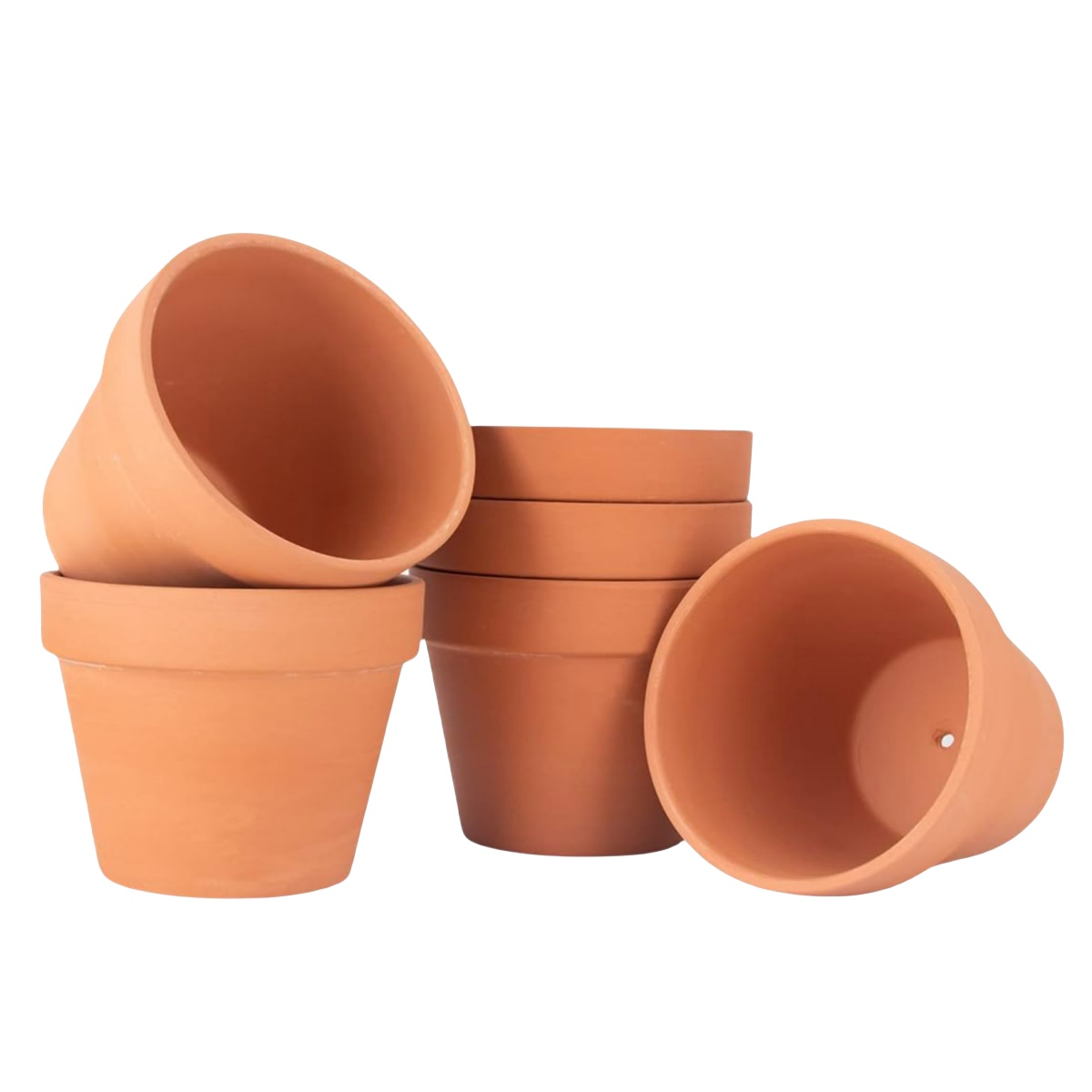 Echeveria Succulent - 6 stks 4 inch Terracotta Potten