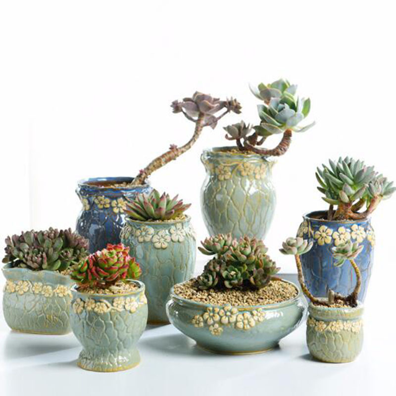 Echeveria Succulent - Vetplanten Bloempot Kleine en Middelgrote Vaas