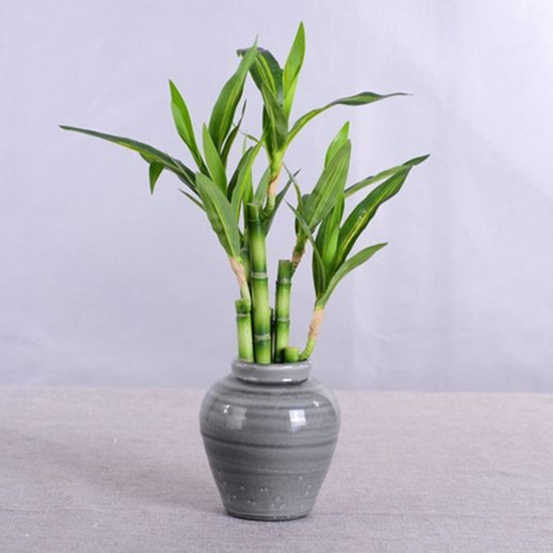 Nieuwe 40cm kunstmatige geluks - Echeveria Succulent recensie en prijs