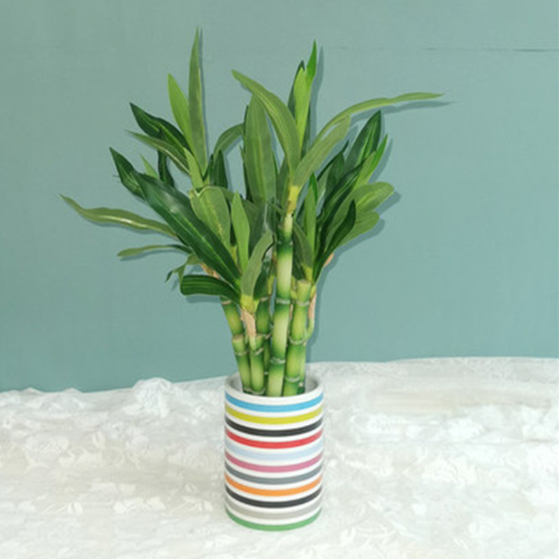 Nieuwe 40cm kunstmatige geluks - Echeveria Succulent recensie en prijs