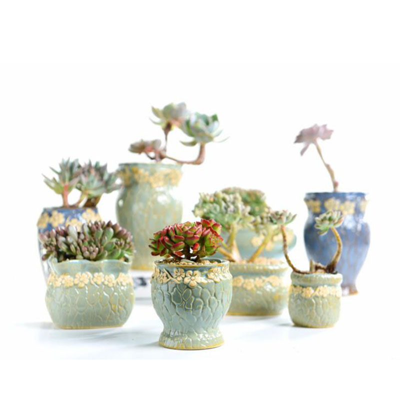 Vetplanten Bloempot Kleine en  - Echeveria Succulent recensie en prijs