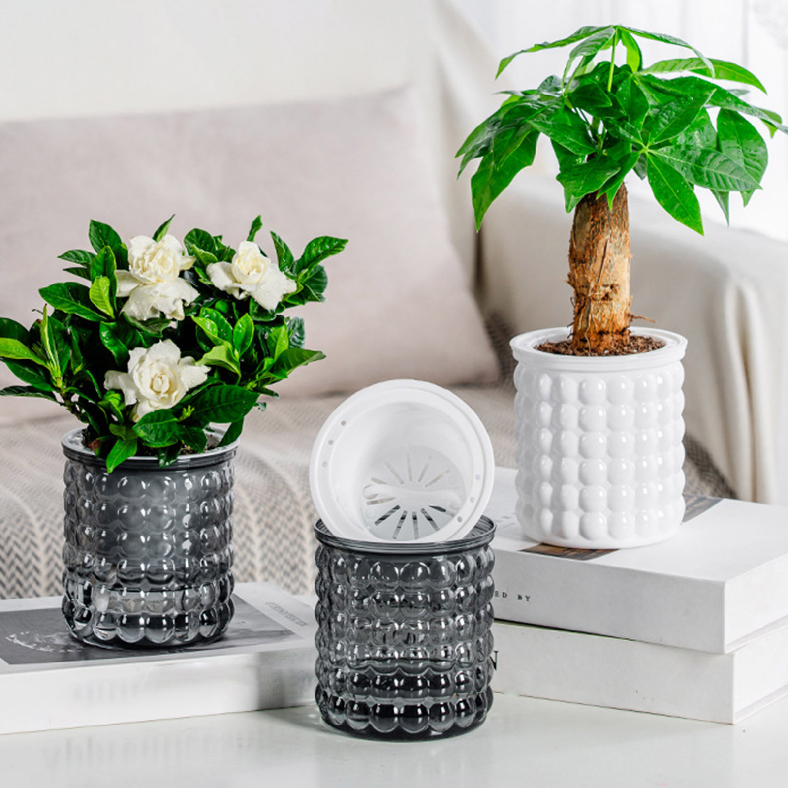 Nieuwe Zelf Watering Hydrocult - Echeveria Succulent recensie en prijs
