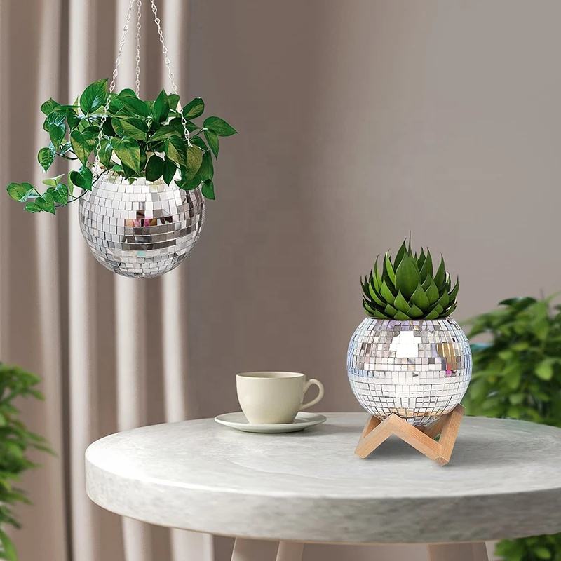 Disco Spiegelbol Hangende Bloe - Echeveria Succulent recensie en prijs