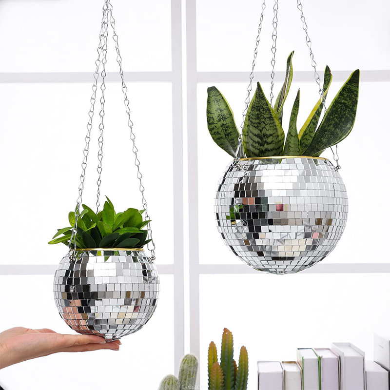 Disco Spiegelbol Hangende Bloe - Echeveria Succulent recensie en prijs
