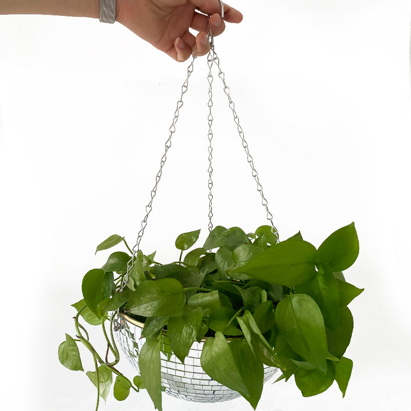 Disco Spiegelbol Hangende Bloe - Echeveria Succulent recensie en prijs