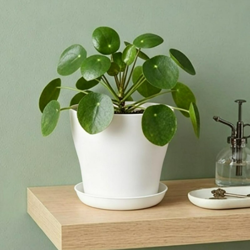 Plantenset met drainagegaten e - Echeveria Succulent recensie en prijs