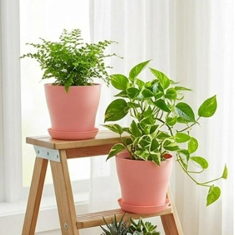 Plantenset met drainagegaten e - Echeveria Succulent recensie en prijs